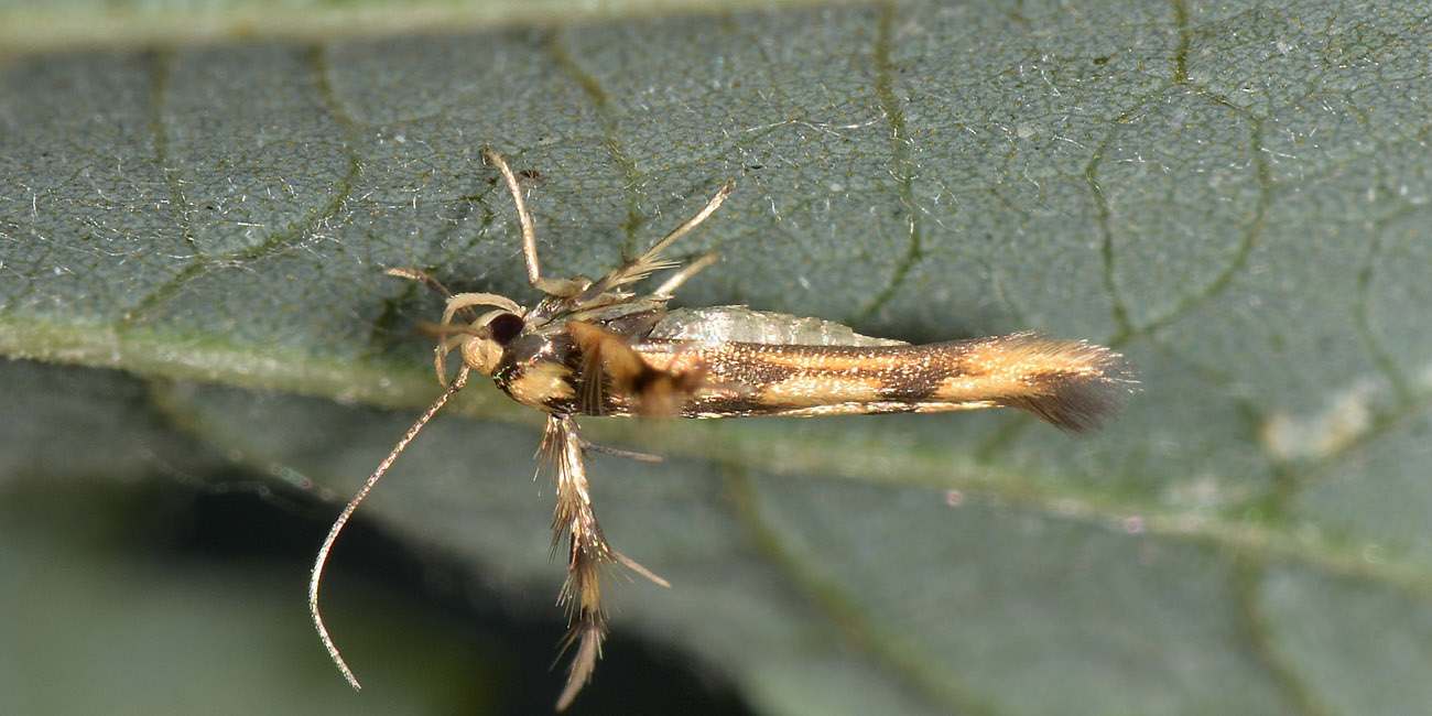 Stathmopodidae? S , Stathmopoda pedella